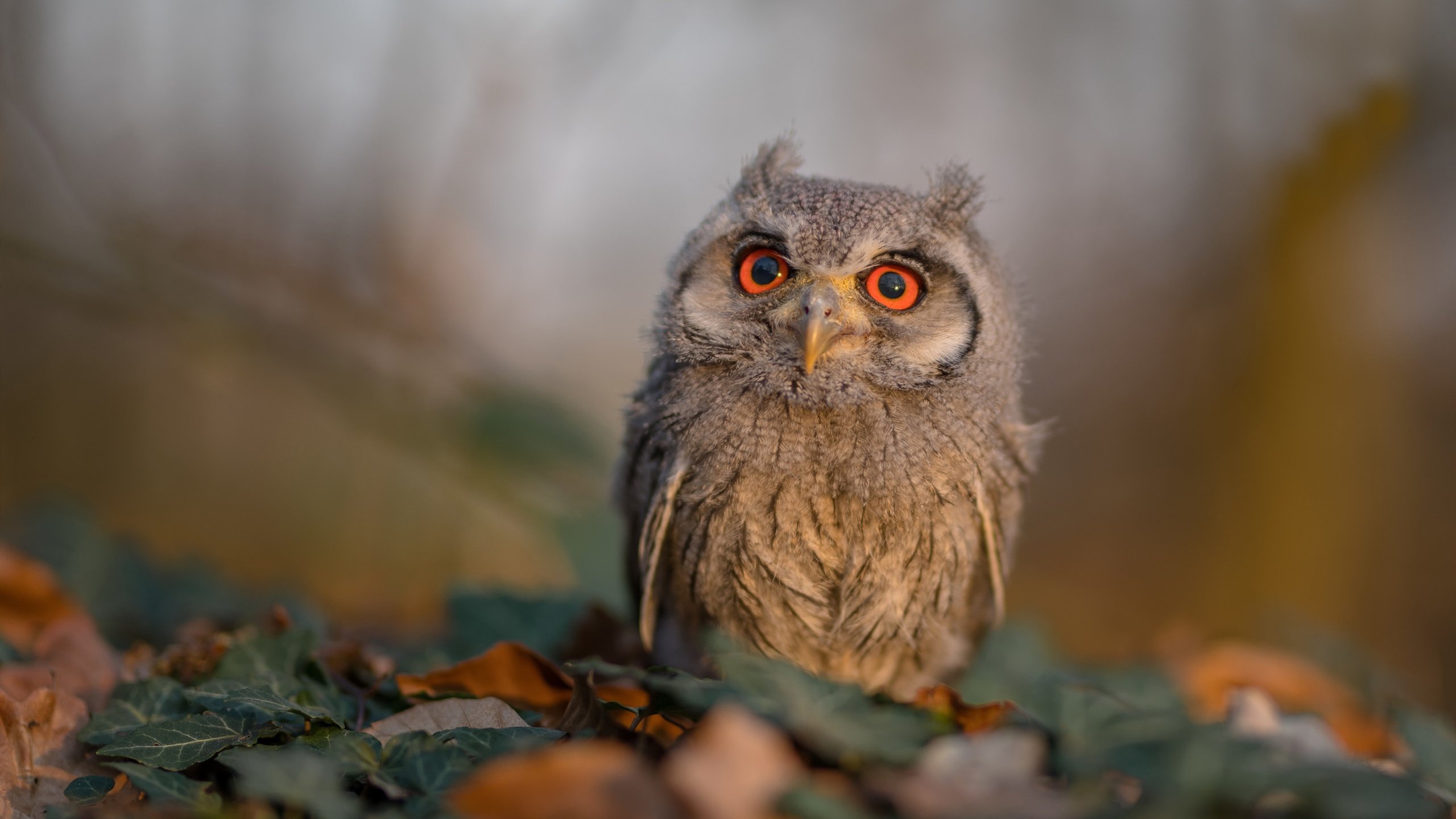 西决生死战，快船五波攻击潮锁定胜局