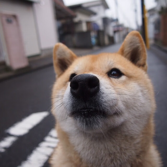 坎特，当法国大革命在莱比锡上演