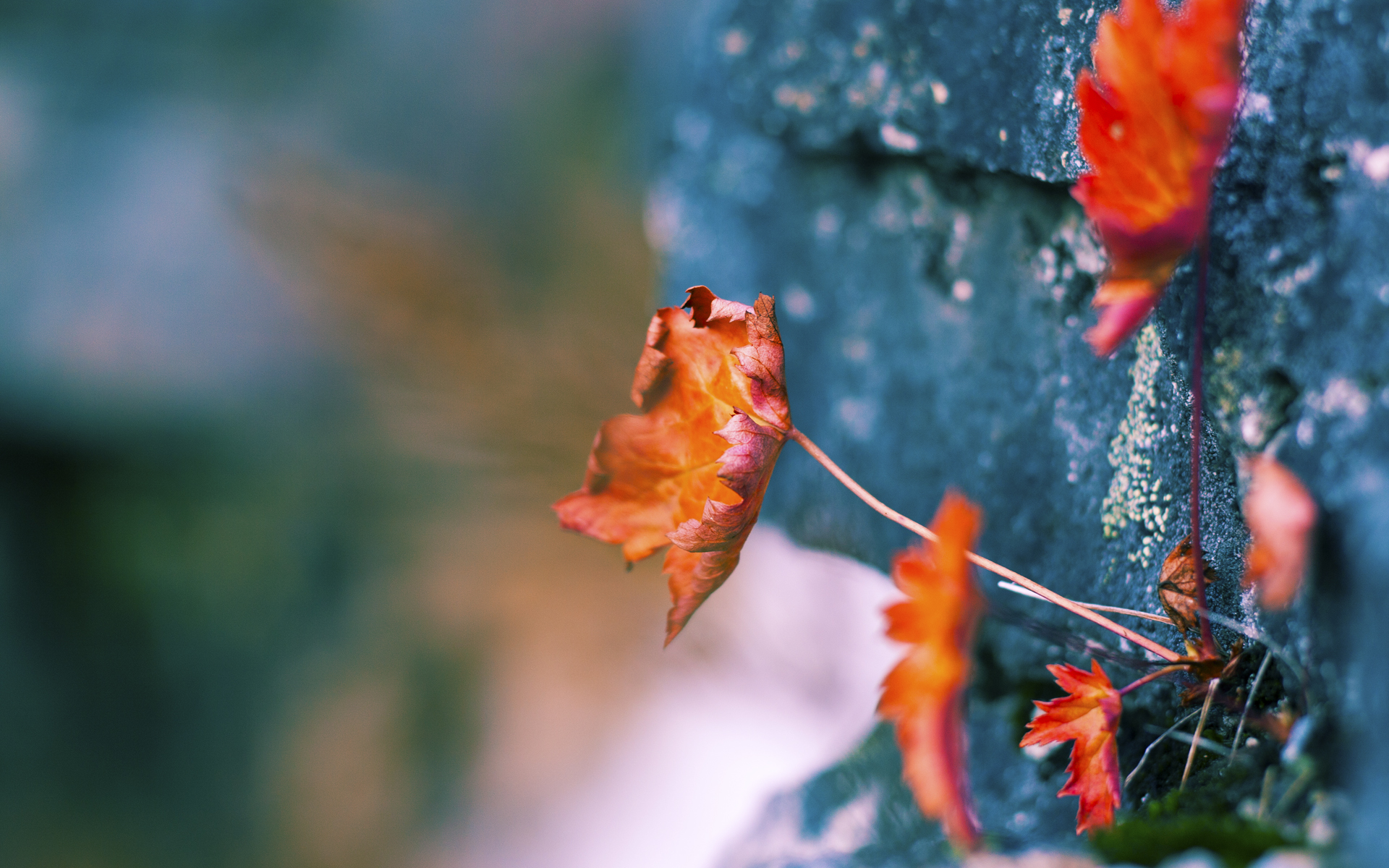 开云体育入口-当钢铁战车遇见雷鬼节奏，本泽马点燃的足球世界