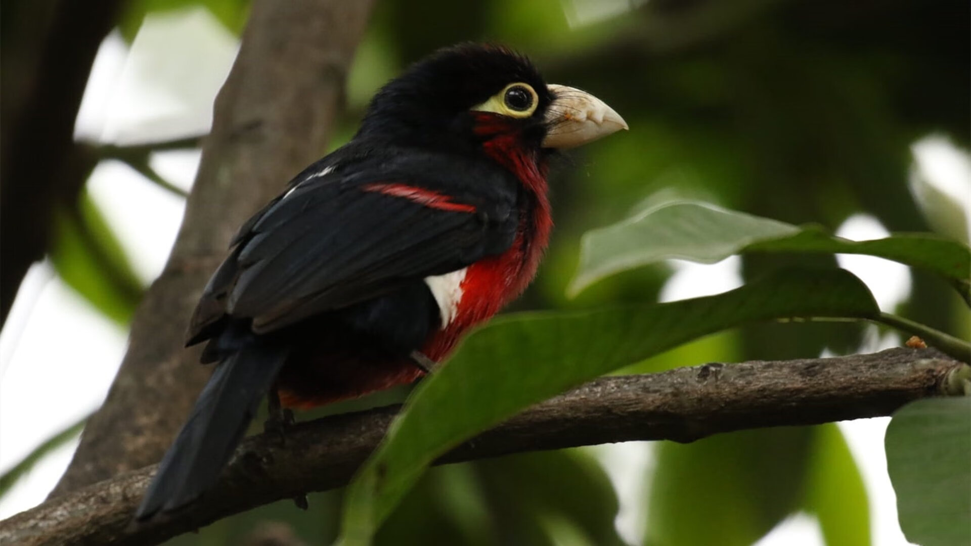 开云体育中国-无敌文班亚马领衔，活塞主场轻取火箭