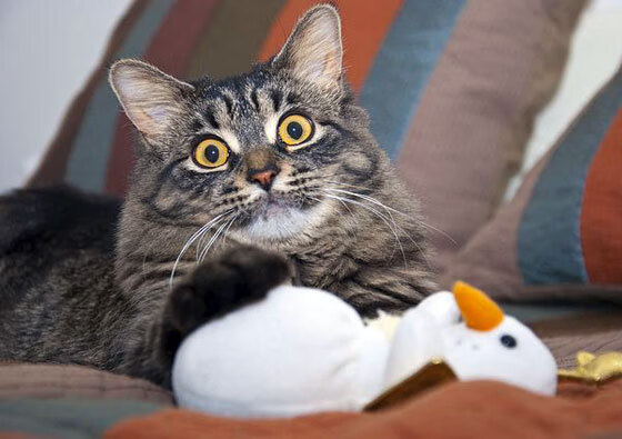 开云体育登录-穿越迷雾的里程碑，罗德里戈与比利亚雷亚尔的生死战启示