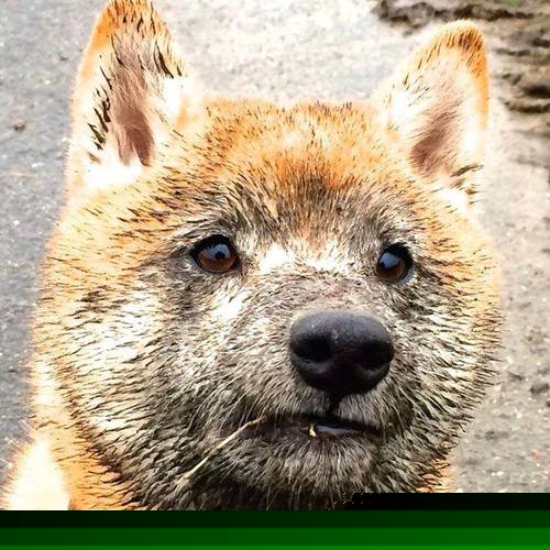 引擎与荣耀,当字母哥燃起烈焰,辽宁队碾过活塞轰鸣向前