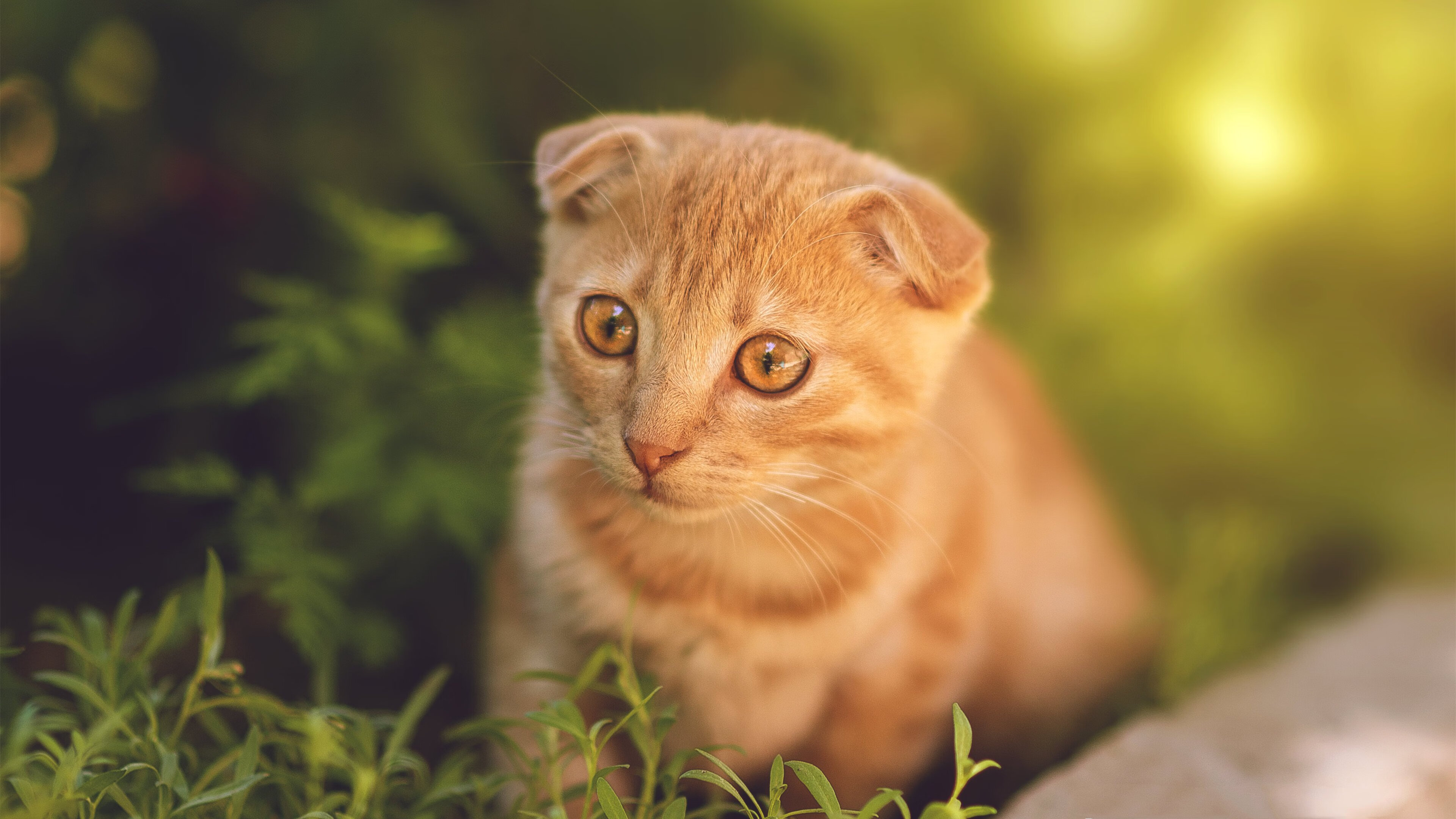 吉林奇迹夜，当拉文在东北的寒风中轰下57+10+12