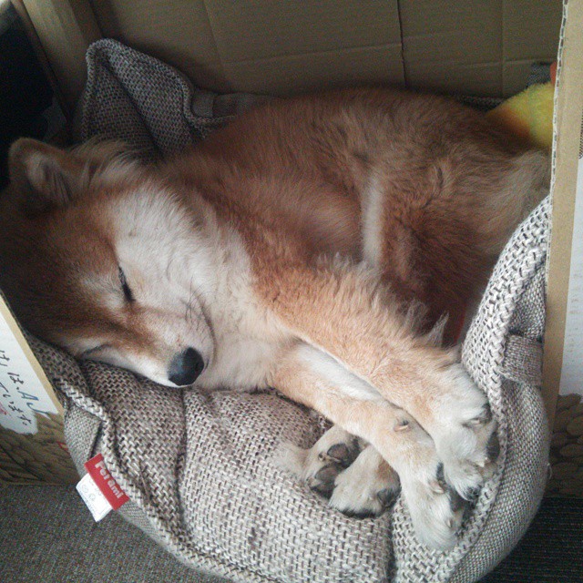 开云体育APP下载-终场前90秒的转轴，拉梅洛冷血执行，猛龙末节窒息节奏拖垮老鹰