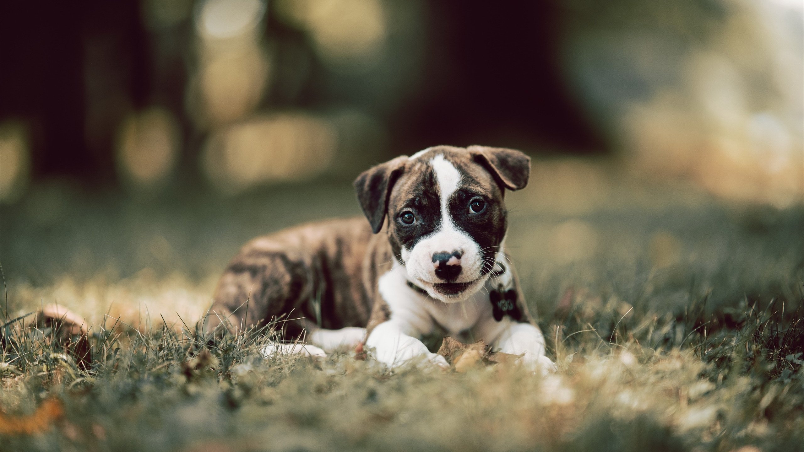 西决生死战,76人血拼开拓者,谁将笑到最后?