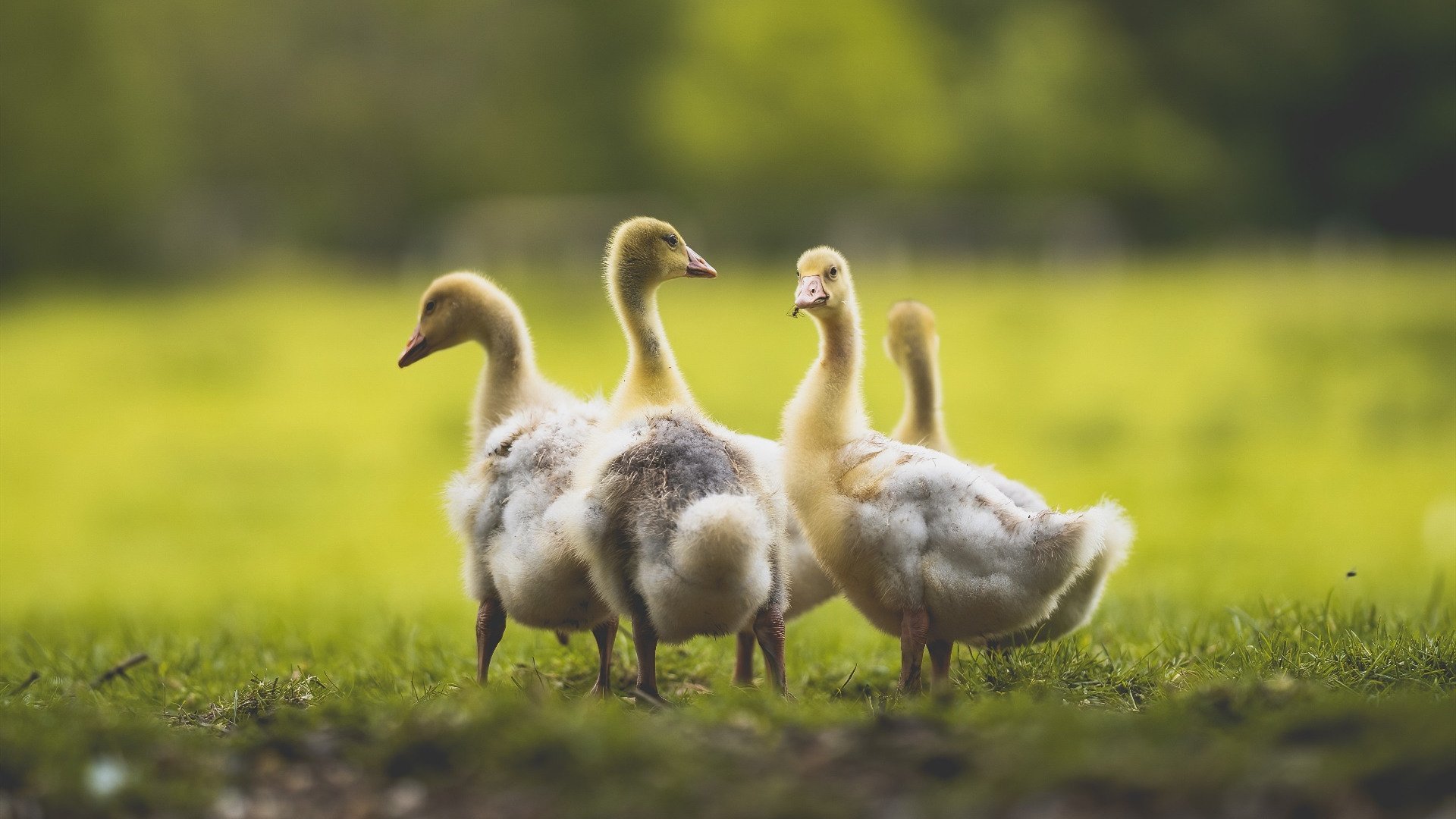 开云体育-决胜时刻奇迹降临，从南非到伦敦的奇迹缔造者