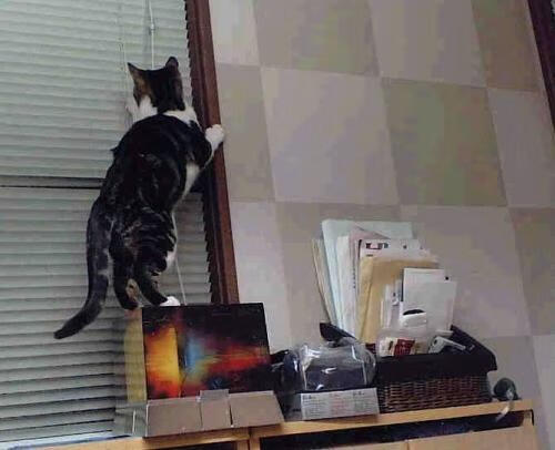 开云sport-绿军铁壁锁雷霆，哈利伯顿孤星难耀—一场定义团队至上的胜利