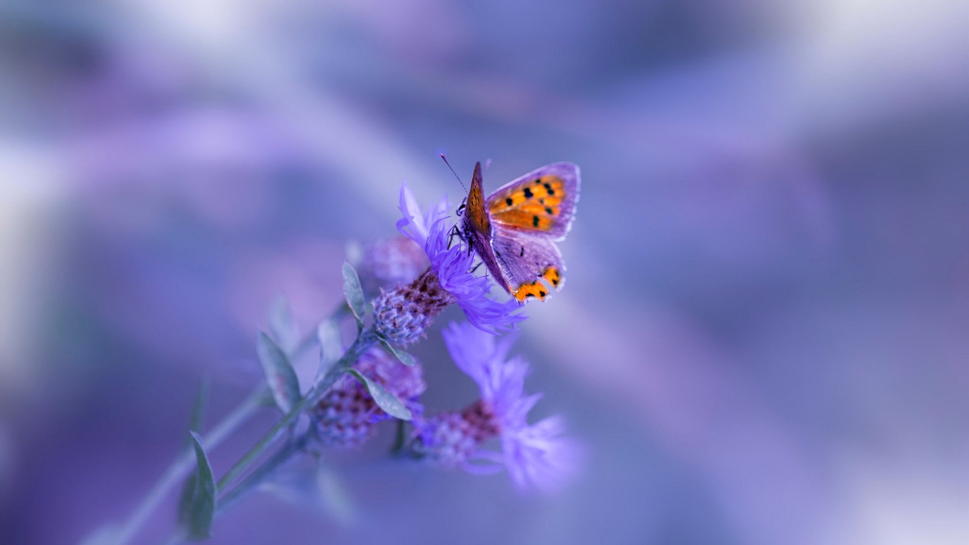 开云体育在线-布克为城市镀上第二层夜色，F1街道赛之夜的满分神迹