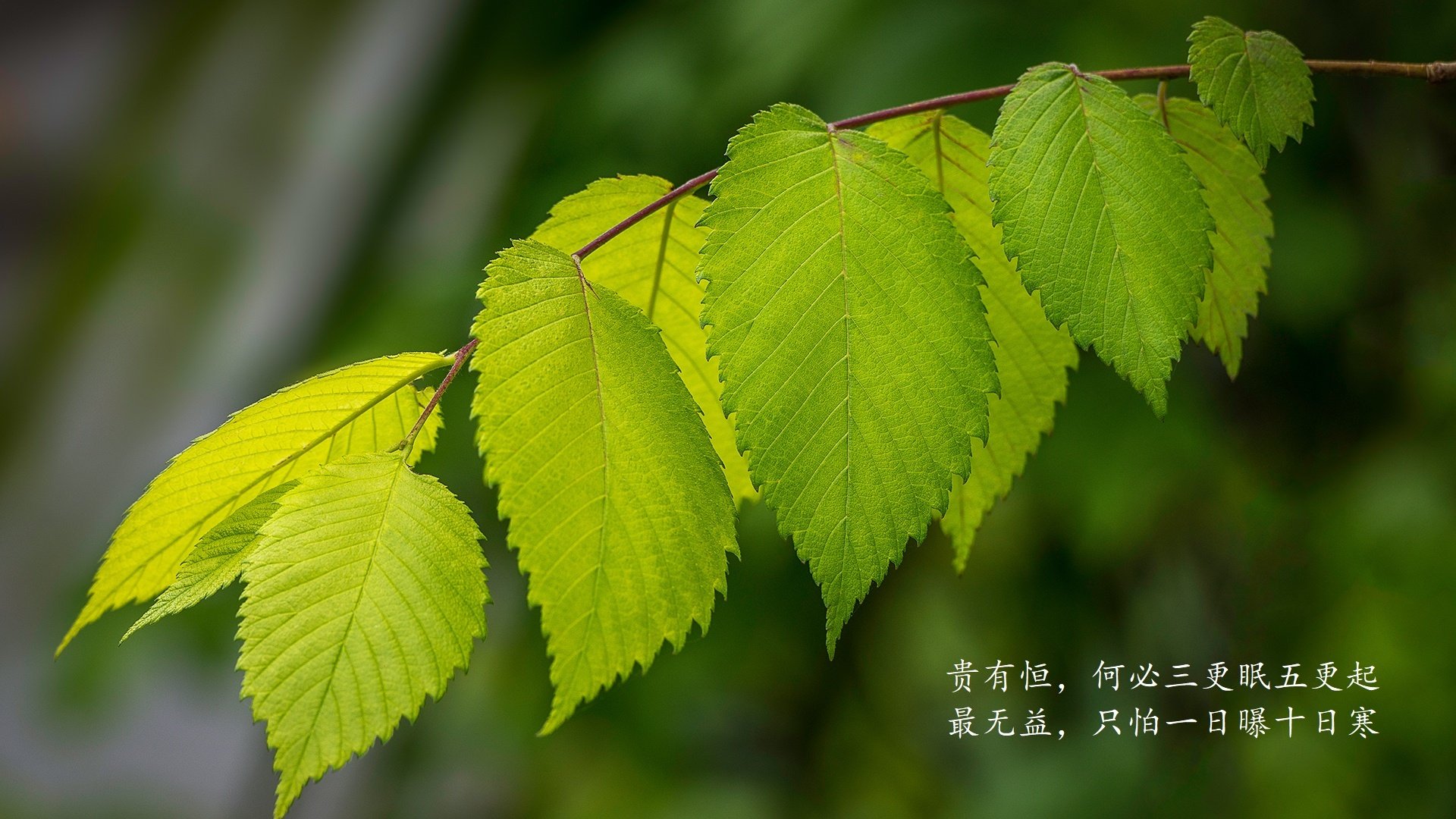 西甲国家德比之夜,莱奥里程碑,照亮足球史